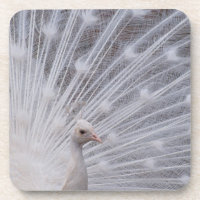 White Peacock