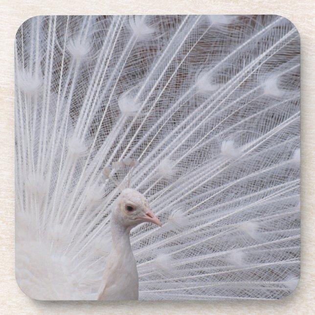 White Peacock Coaster (Front)
