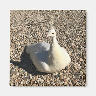 White Peacock, Idaho Magnet