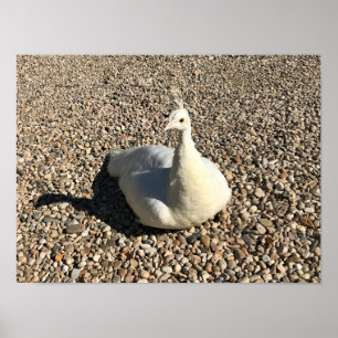White Peacock, Idaho Poster