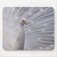 White Peacock