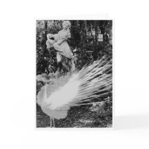 White Peacock Note Card <Blank Inside>
