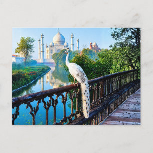 White Peacock Overlooking the Taj Mahal Postcard