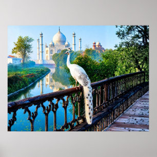 White Peacock Overlooking the Taj Mahal Poster