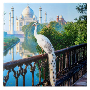 White Peacock Overlooking the Taj Mahal Tile