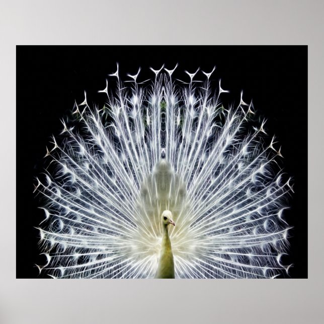 White Peacock Pavo Animalia Poster (Front)