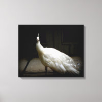 White Peacock Photo