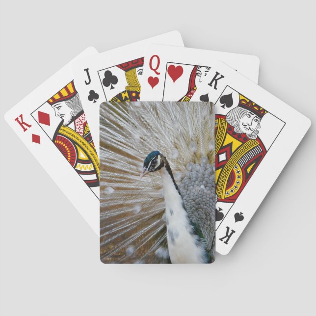 White Peacock Playing Cards (Back)