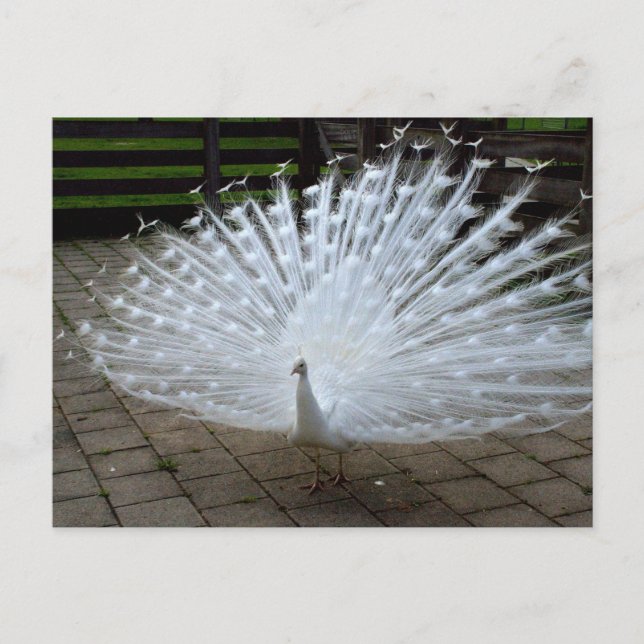White Peacock Postcard (Front)