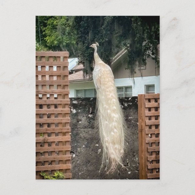 White Peacock Postcard (Front)