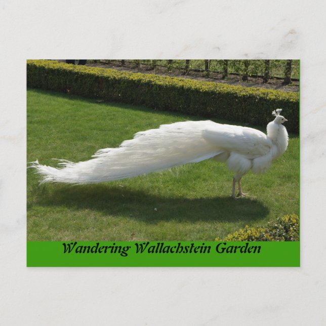 White Peacock Postcard (Front)