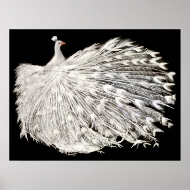 White Peacock Poster (Front)
