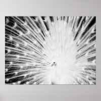 White Peacock