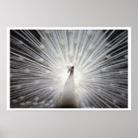 White Peacock with Feathers Fanned Out