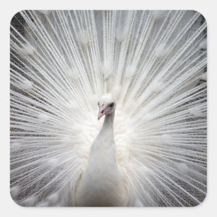 White Peacock with Feathers Fanned Out Square Sticker