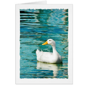 White Pekin Duck  - Nature Photo in Reflections
