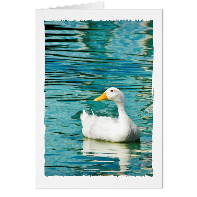 White Pekin Duck  - Nature Photo in Reflections (Front)