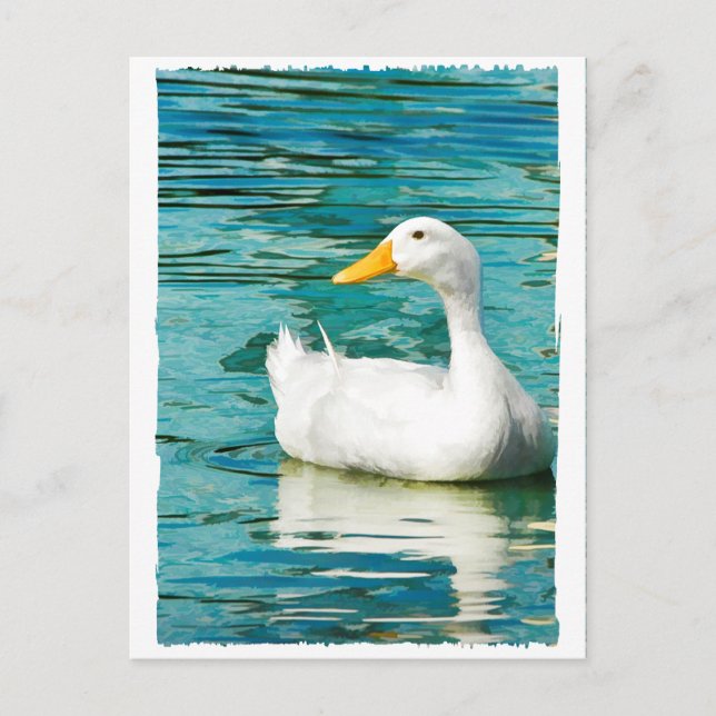 White Pekin Duck  - Nature Photo in Reflections Postcard (Front)