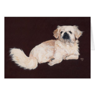 White Pekingese Dog