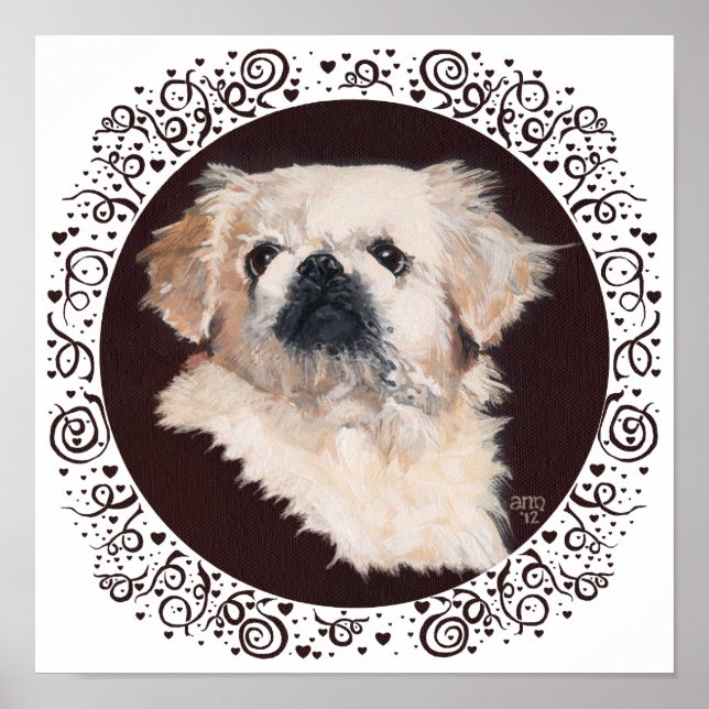 White Pekingese Head Study Poster (Front)