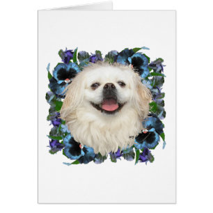 White Pekingese with Pansies