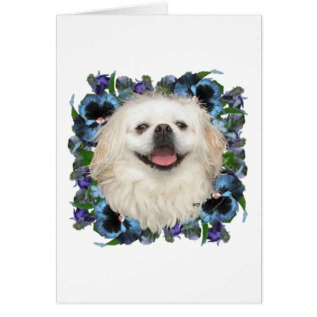 White Pekingese with Pansies (Front)