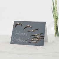 White Pelican Birds Wildlife Animal Happy Birthday