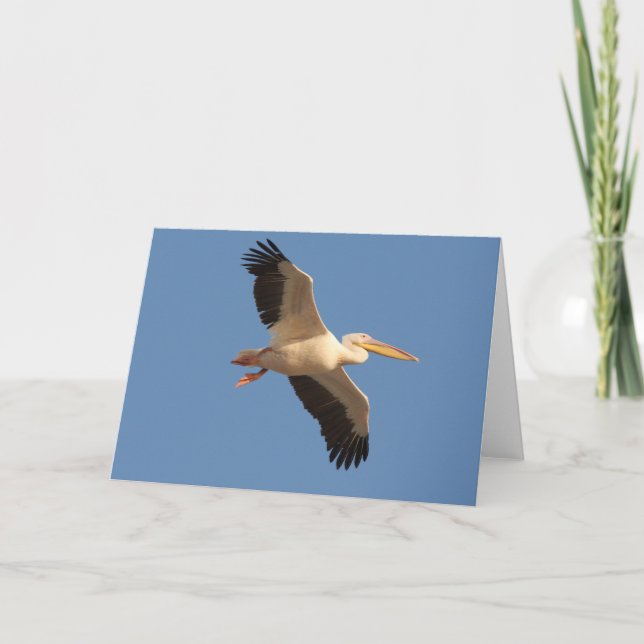 White Pelican Greeting Card (Front)
