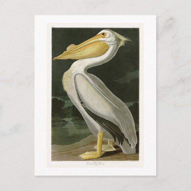 White Pelican John James Audubon Birds of America Postcard (Front)