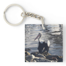 White Pelican
