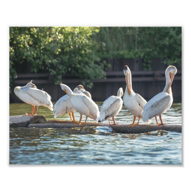 White Pelicans on a Log Photography Print (Front)