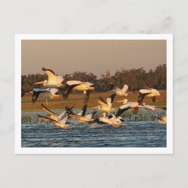 White Pelicans Postcard (Front)