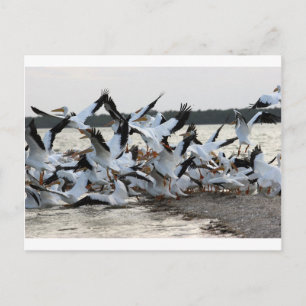 White Pelicans Postcard