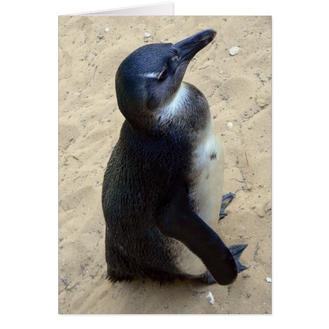 White penquin (Front)