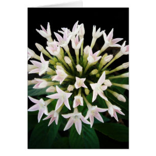 White Pentas