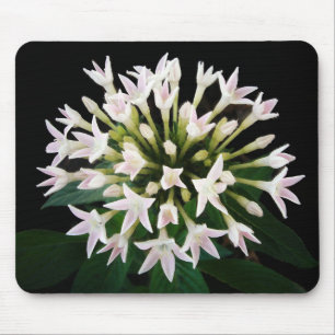 White Pentas Mouse Pad