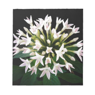 White Pentas Notepad