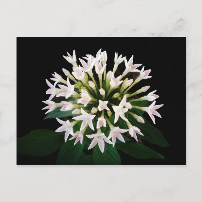 White Pentas Postcard (Front)