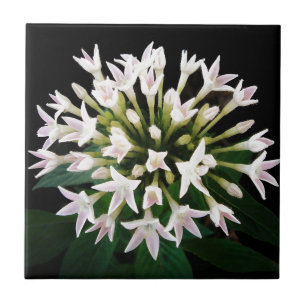 White Pentas Tile