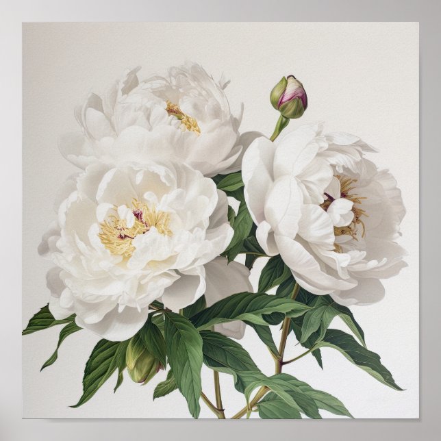White Peonies Flower Art Print Poster (Front)