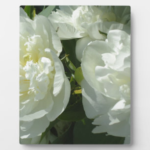 White Peonies Plaque
