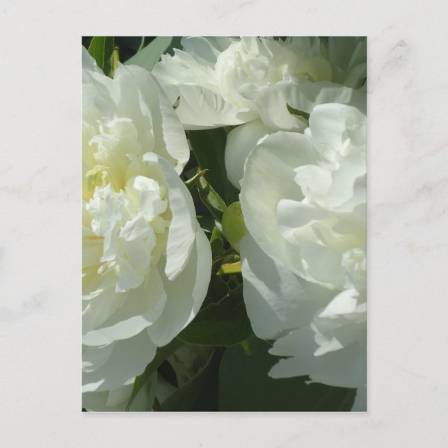 White Peonies Postcard (Front)