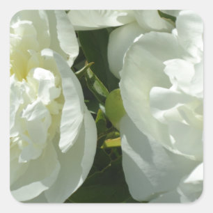 White Peonies Square Sticker