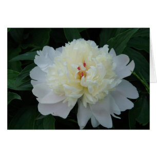White Peony