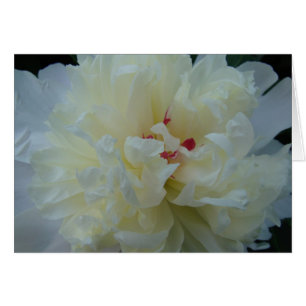 White Peony