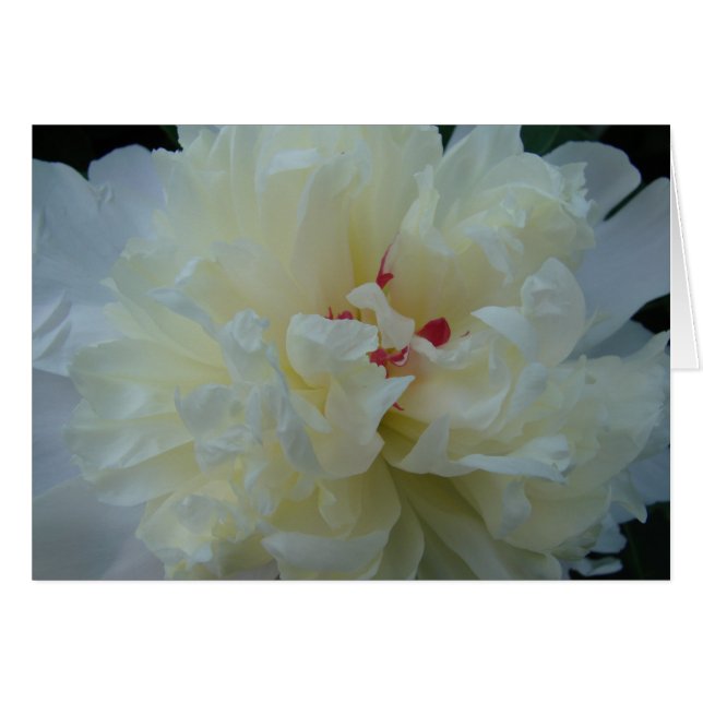 White Peony (Front Horizontal)