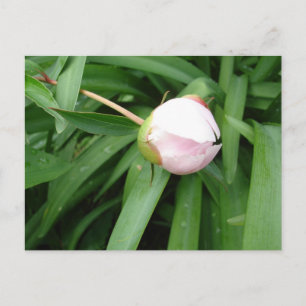White Peony Bud Postcard