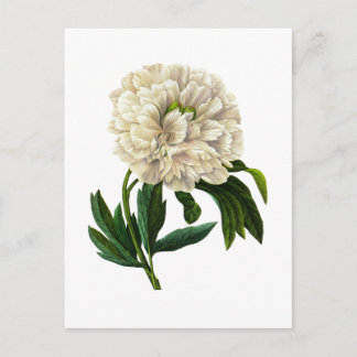 White Peony By Pierre Joseph Redoute Postcard
