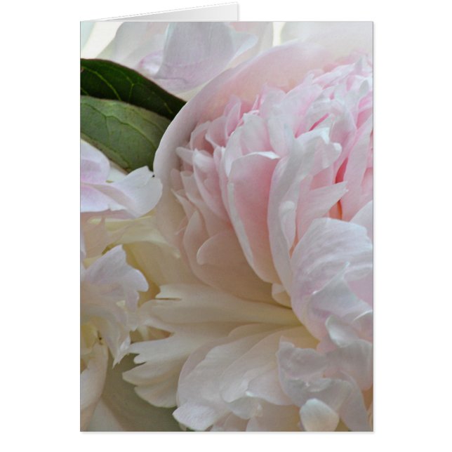 White peony card (Front)