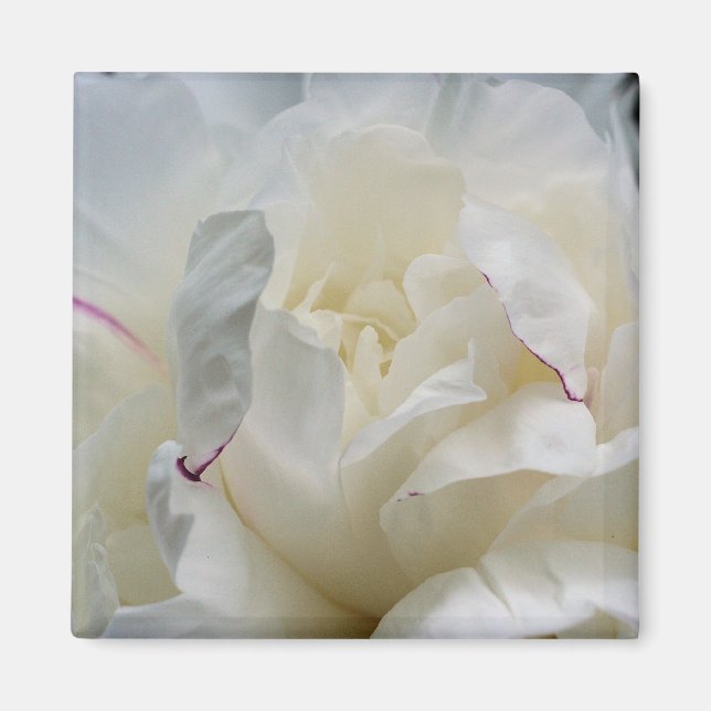 White Peony Close Up Flower Photo Magnet (Front)